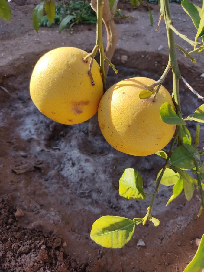 Petit Paradis Apartman Sidi Bibi Kültér fotó
